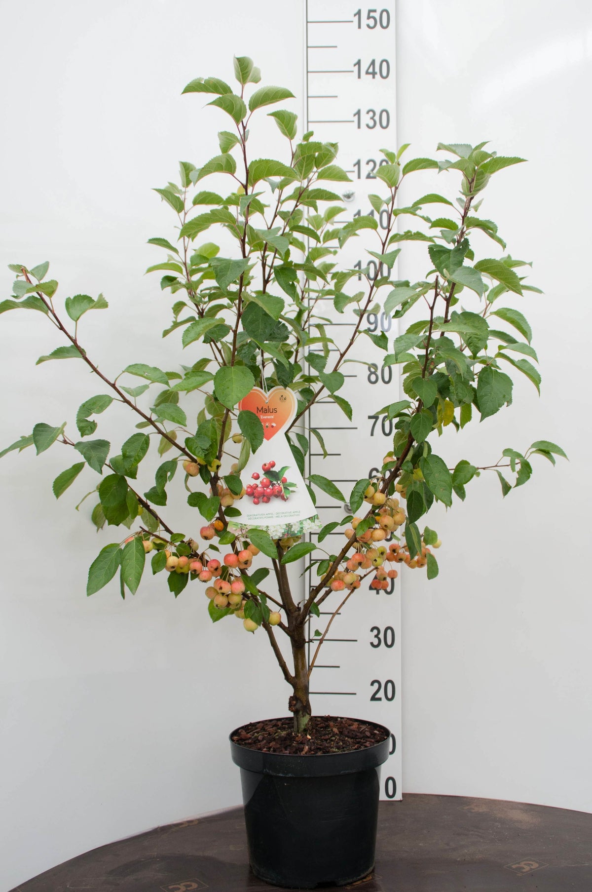 Malus &