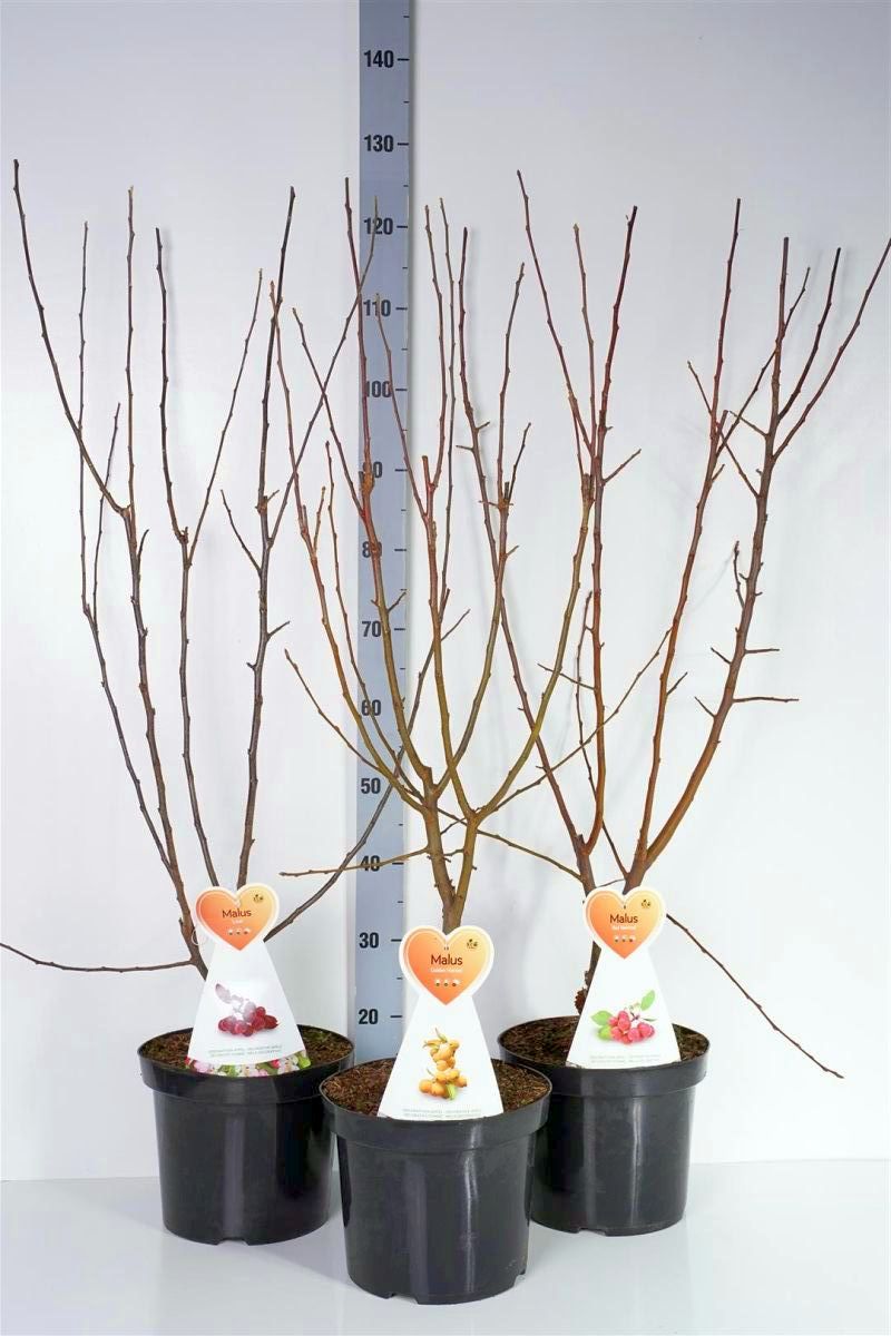 Malus i sorter C7,5 (7,5 liters kruka / 26 cm kruka) Buske