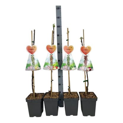 Malus domestica &