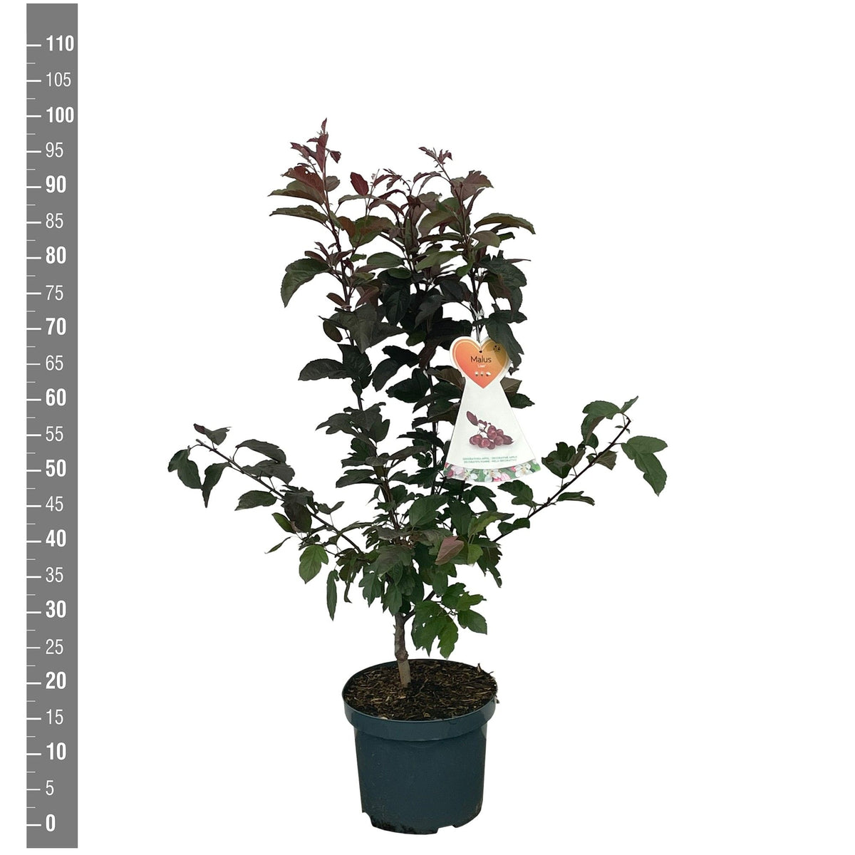 Malus &