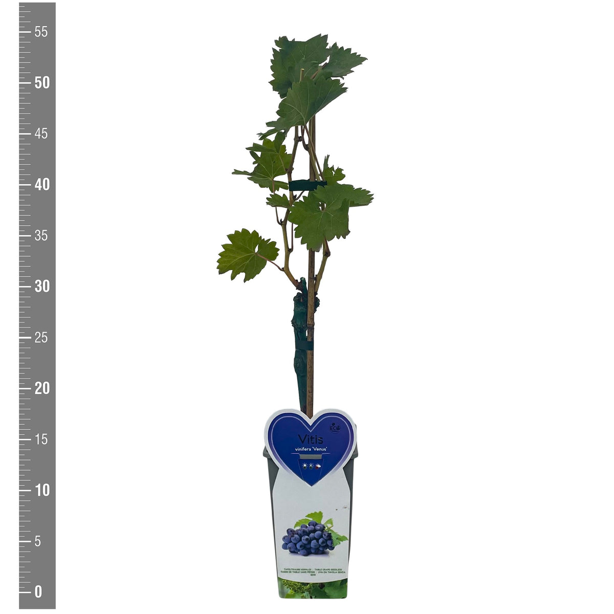 Morus alba &