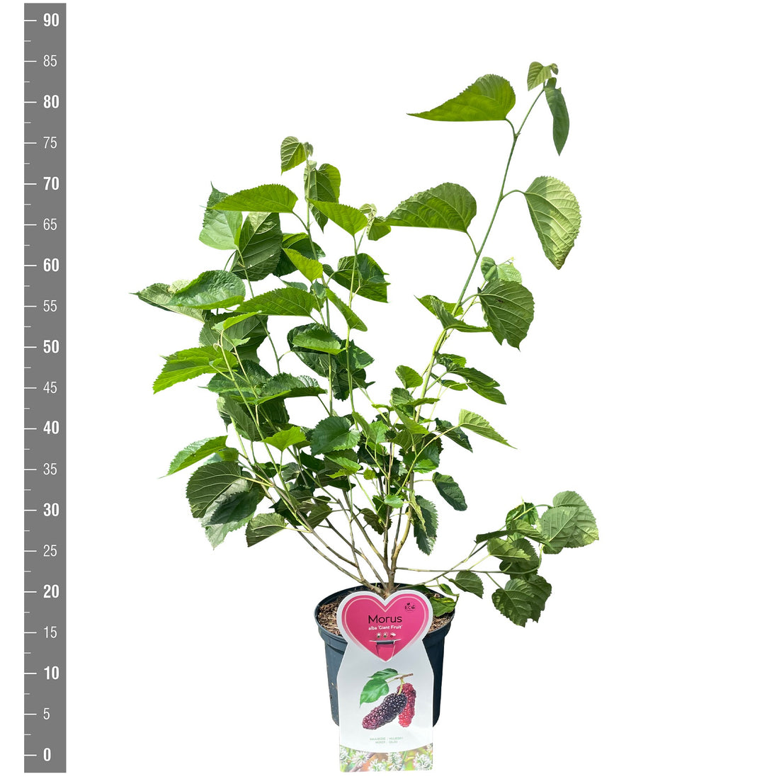 Morus alba &