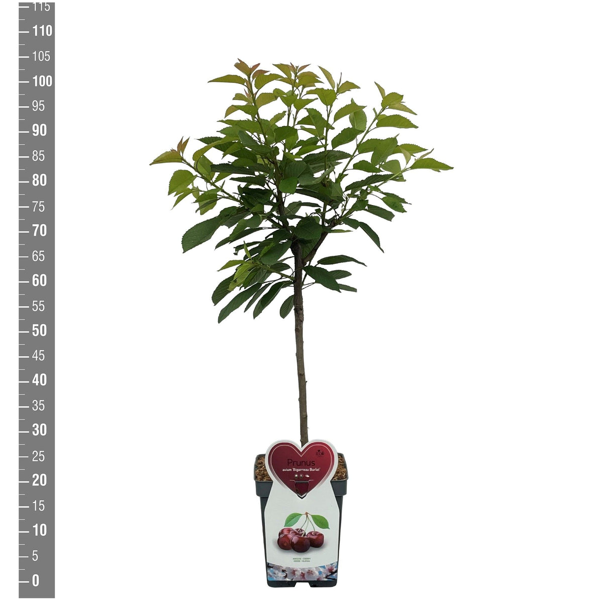 Prunus a. &
