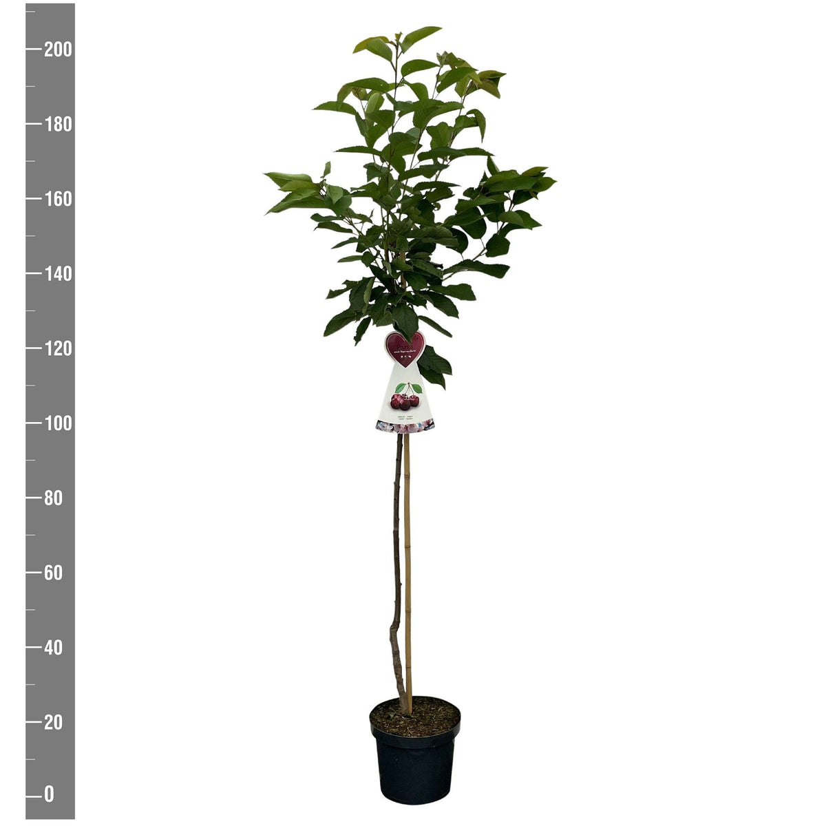 Prunus a. &