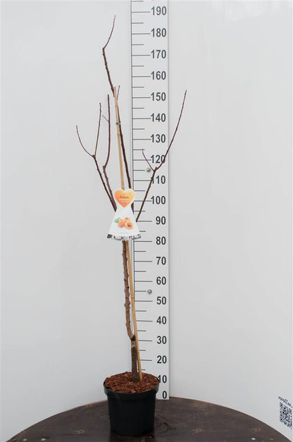 Prunus arm. &