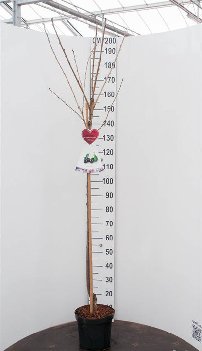 Prunus arm. &