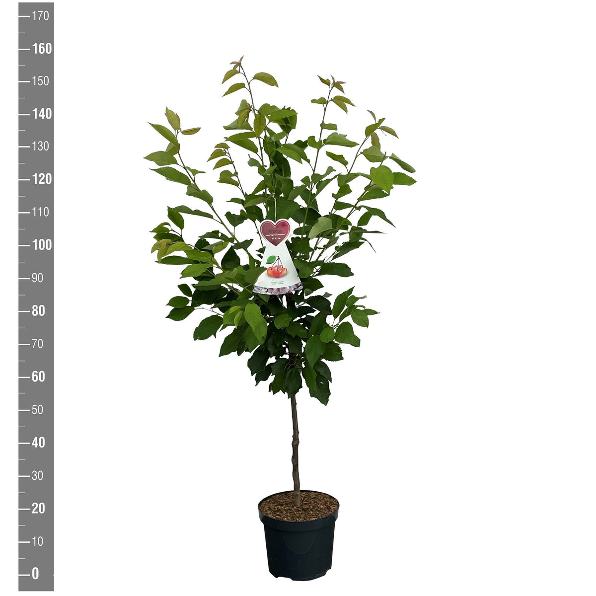 Prunus avium &
