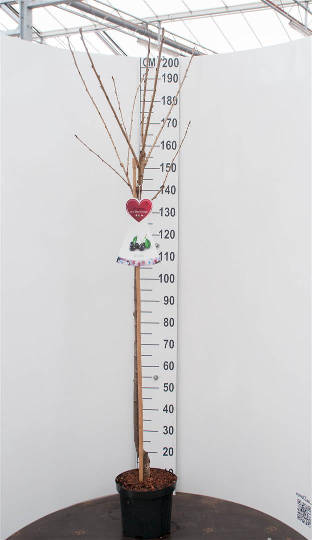 Prunus avium &