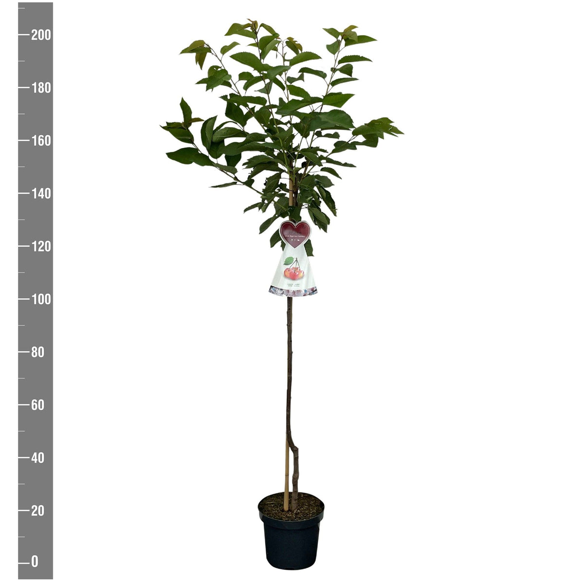 Prunus a. &