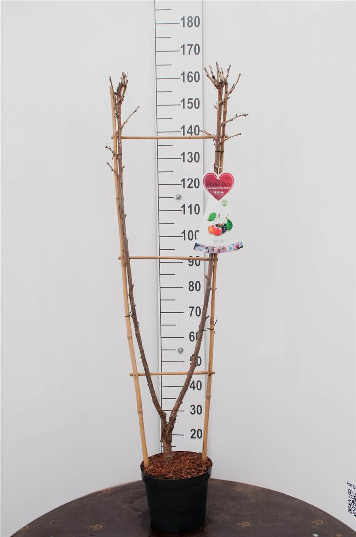 Prunus avium &