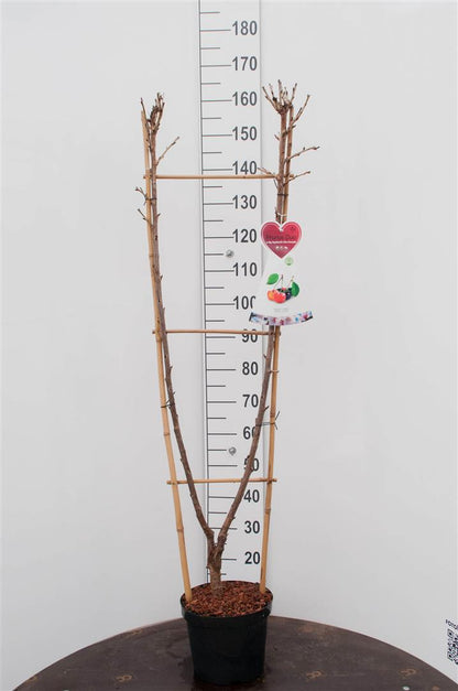 Prunus avium &