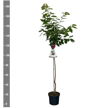 Prunus a. &