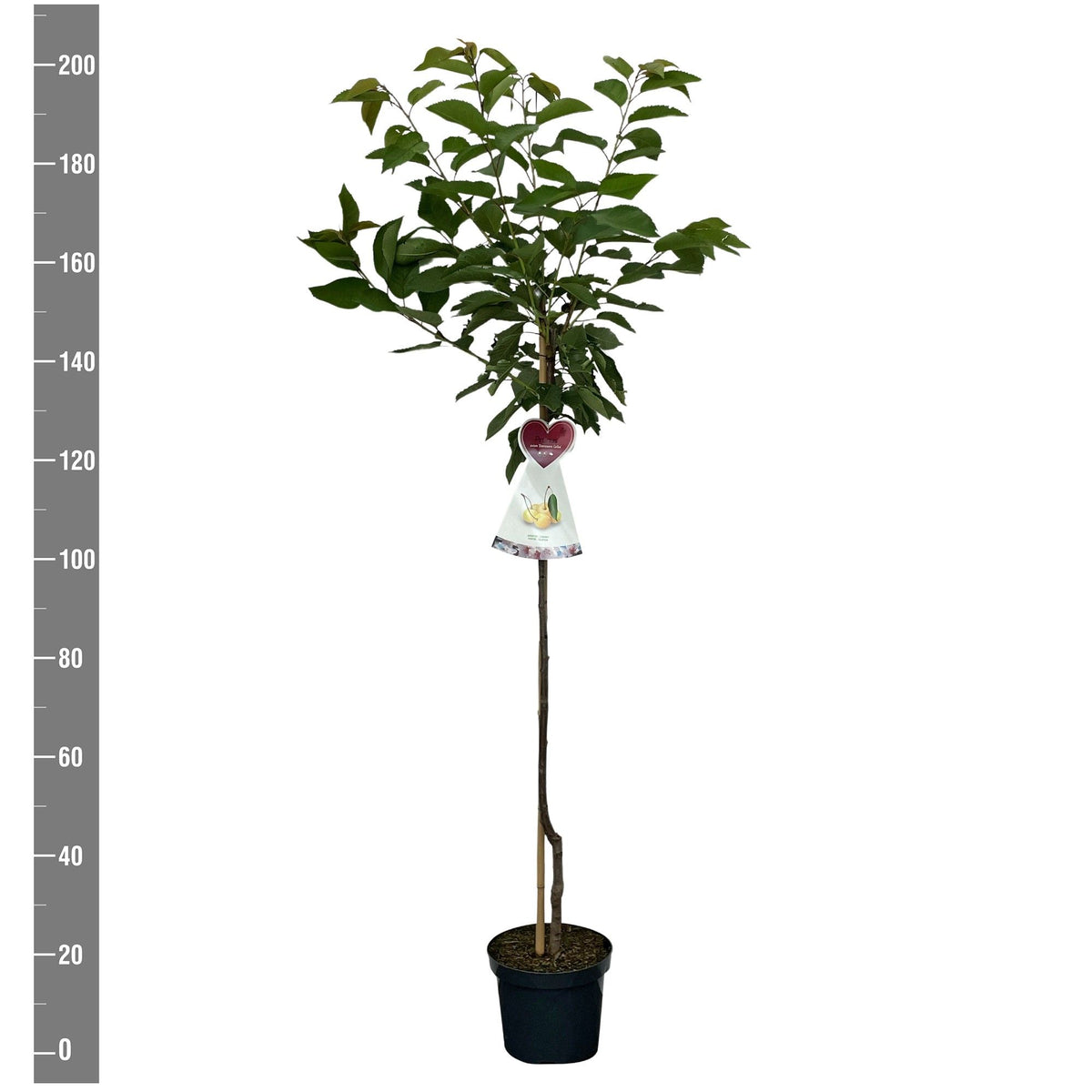 Prunus a. &