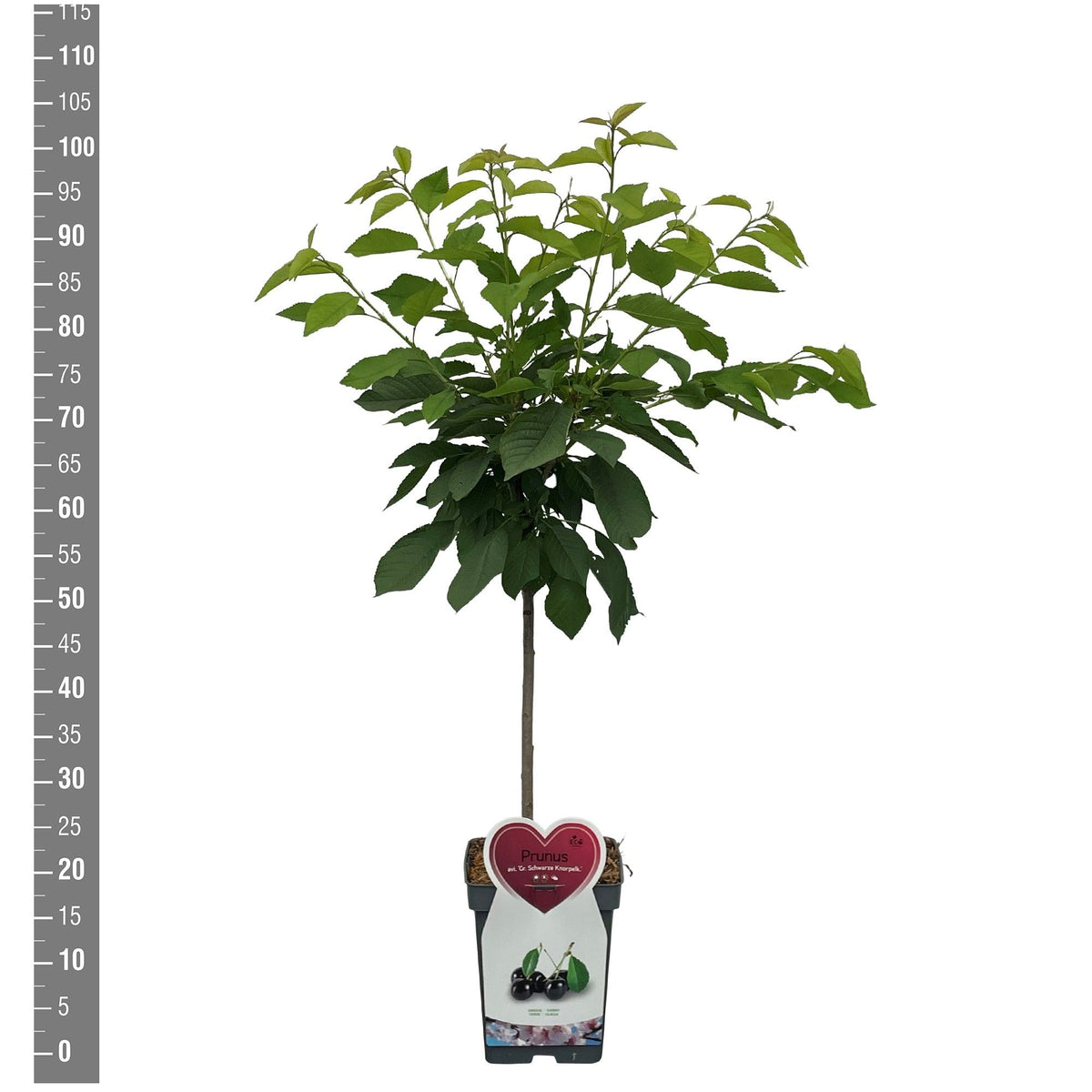 Prunus avium &