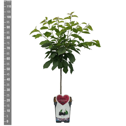 Prunus a. &