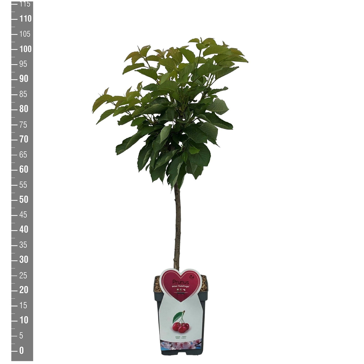 Prunus avium &