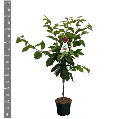 Prunus avium &