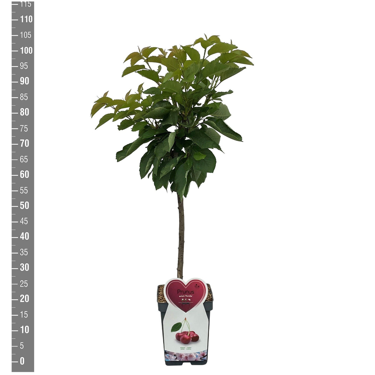Prunus a. &