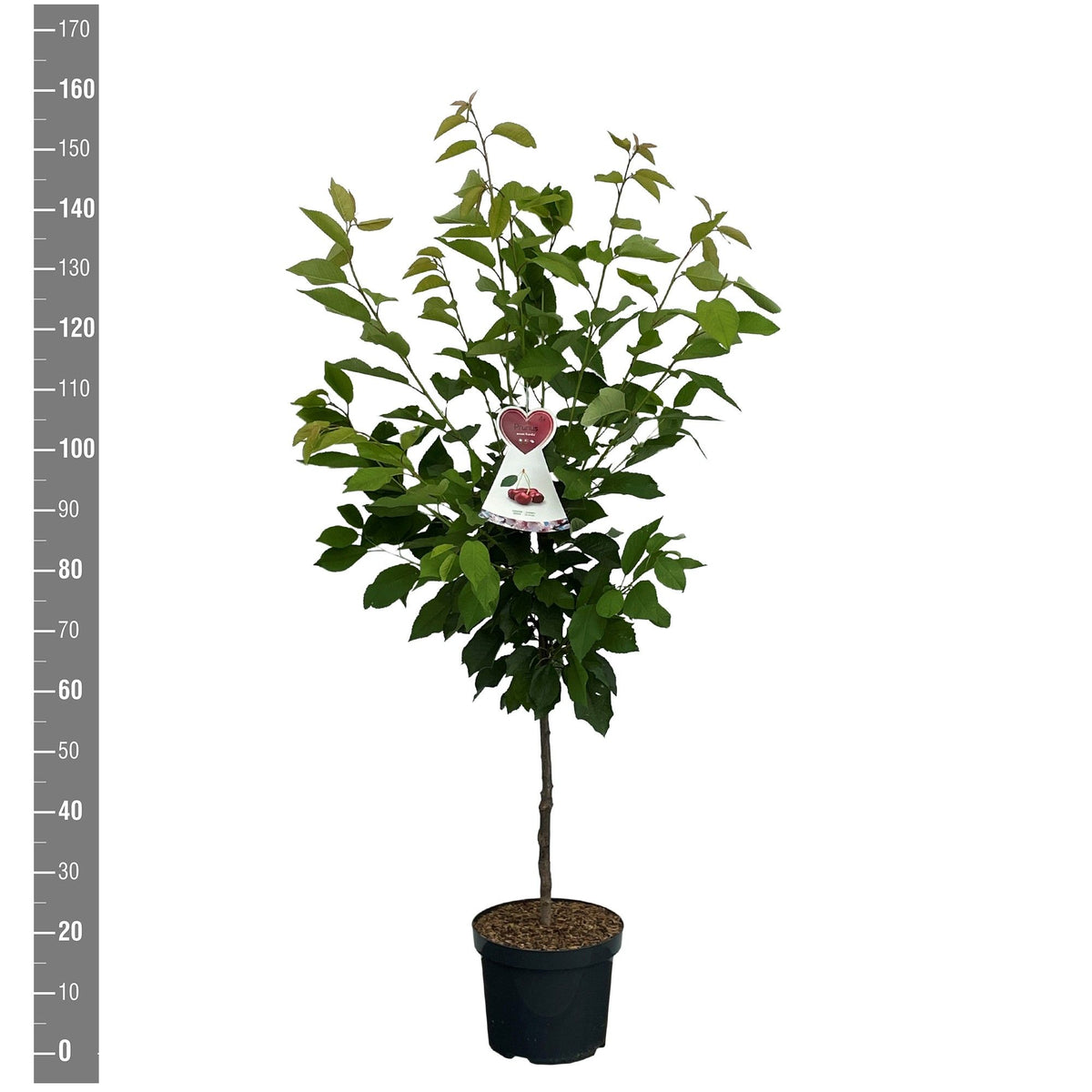 Prunus avium &