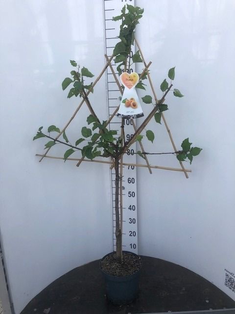 Prunus americana spaljé C7,5 (7,5 liters kruka) / 26 cm kruka