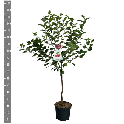 Prunus a. &
