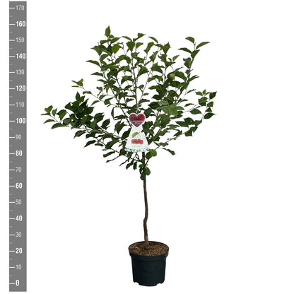 Prunus avium &