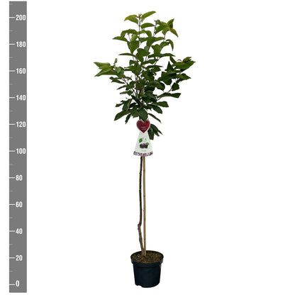 Prunus a. &