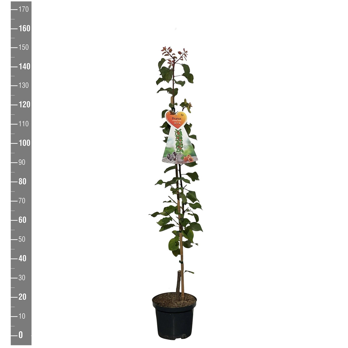 Prunus a. &
