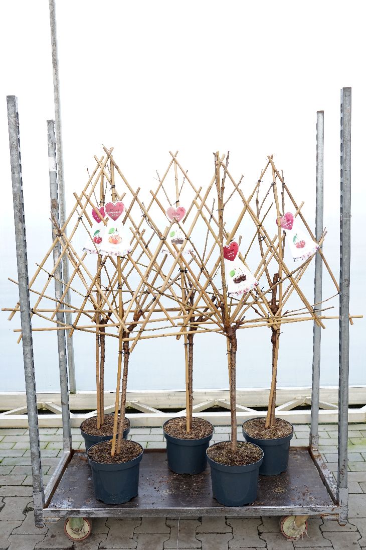 Prunus a. i sorter spaljé C7,5 / 26 cm kruka