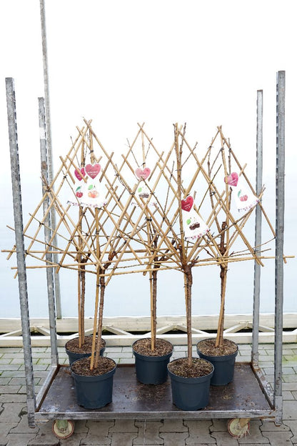 Prunus a. i sorter C7,5 (7,5 liters kruka) spaljerad