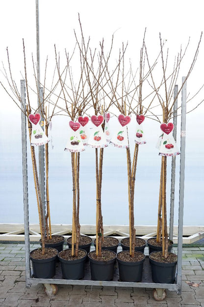 Prunus a. i sorter 120 cm stam, C7,5 (7,5 liters kruka)