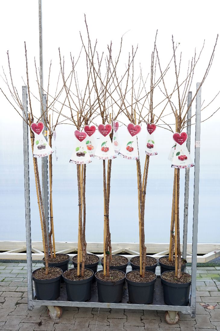 Prunus a. i sorter stam 120 cm C7,5 (7,5 liters kruka)