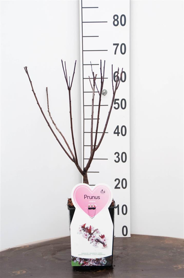 Prunus cistena C5 (5 liters kruka) / 23 cm kruka buske