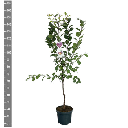 Prunus cistena C5 (5 liters kruka) Buske