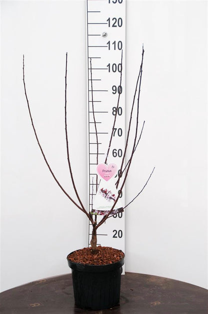Prunus cistena C7,5 (7,5 liters kruka, buske)