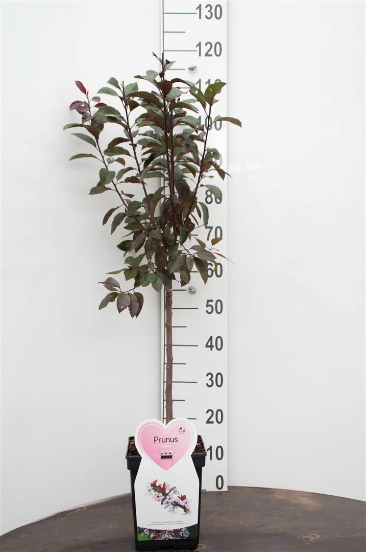Prunus cistena 50 cm stam C5 (5 liters kruka)