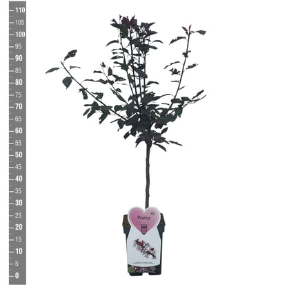 Prunus cistena stam 50 cm C5 (5 liters kruka / 23 cm kruka)