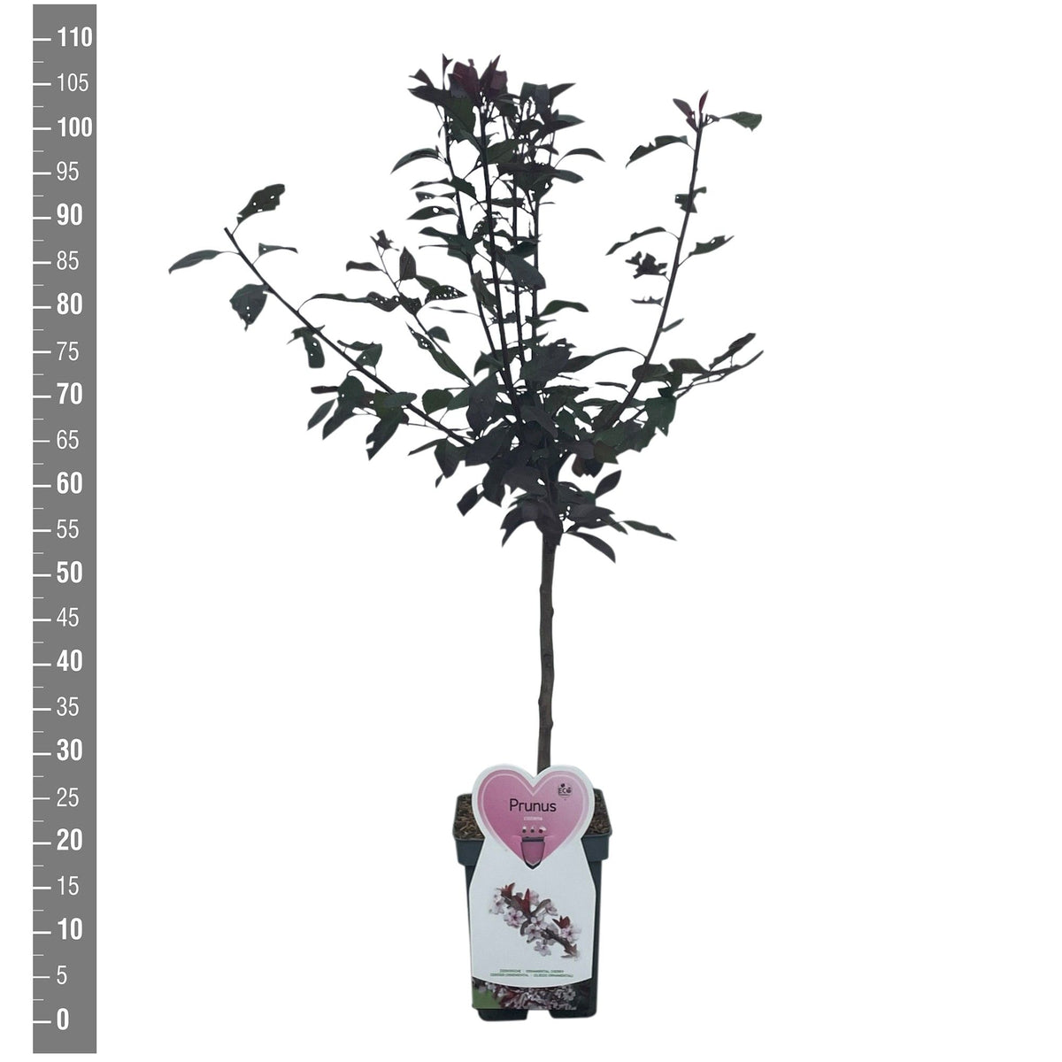 Prunus cistena 50 cm stam C5 (5 liters kruka) / 23 cm kruka