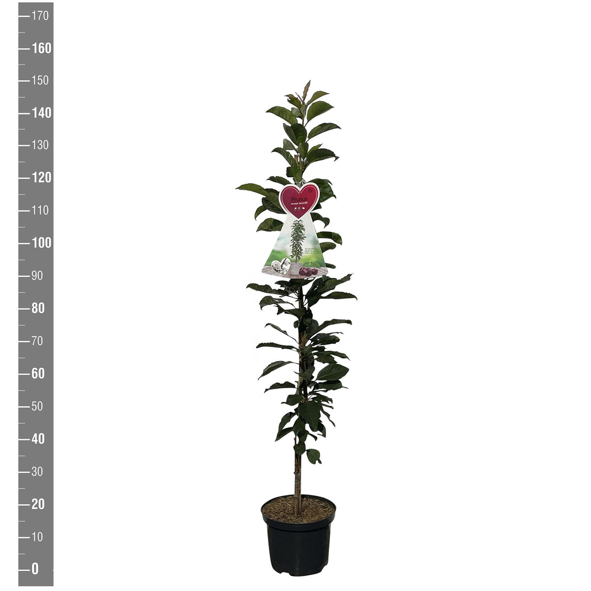 Prunus c. &