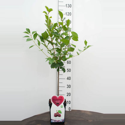 Prunus c. &
