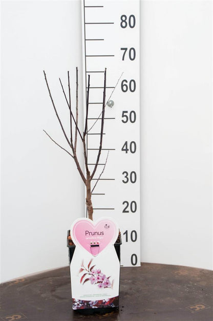Prunus cerasifera &