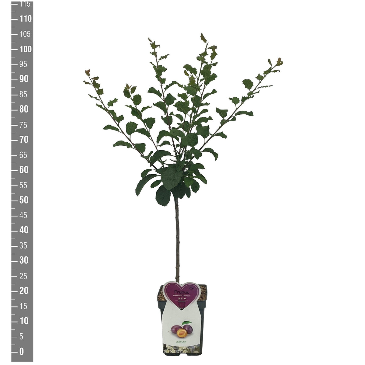 Prunus domestica &