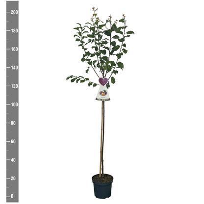 Prunus domestica &