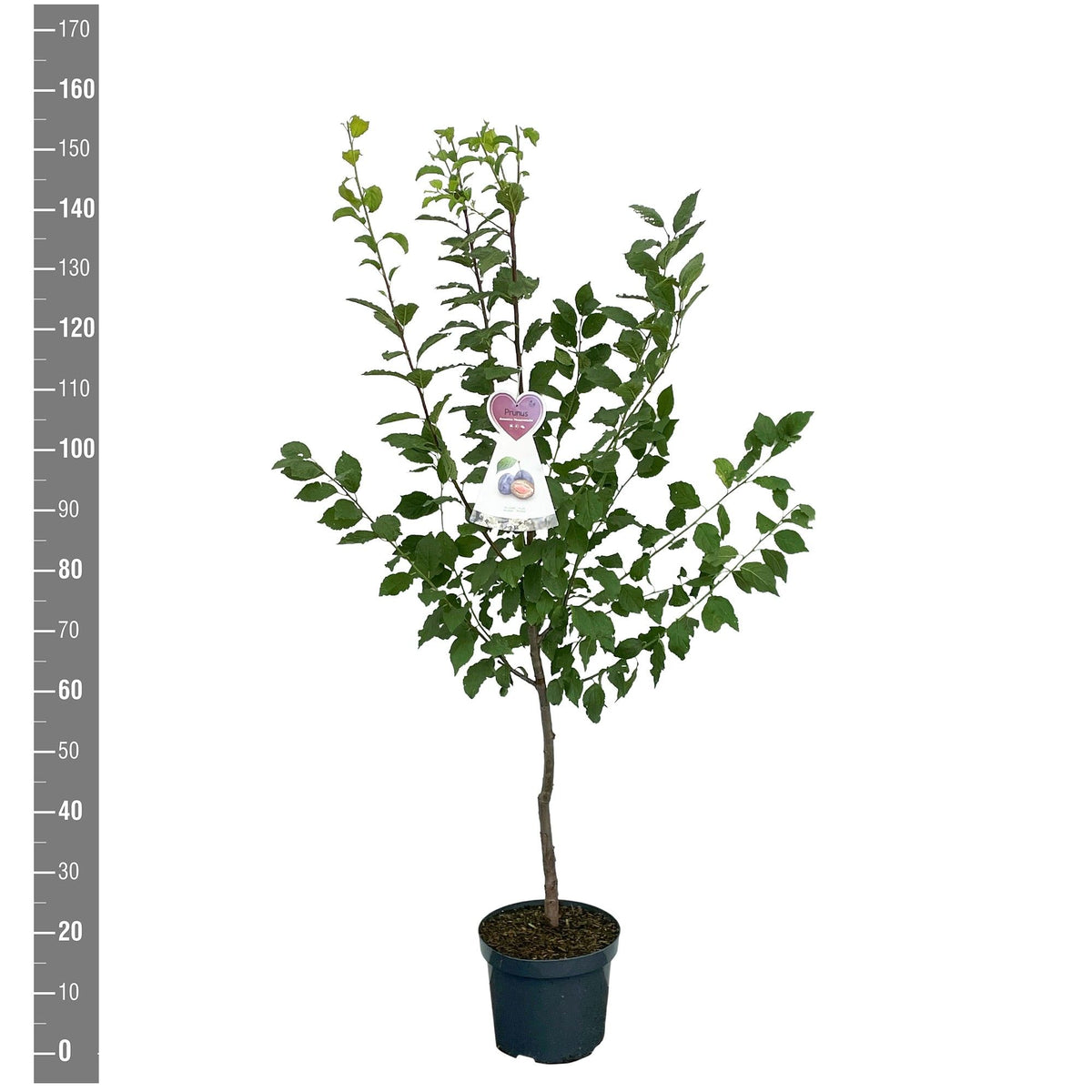 Prunus domestica &