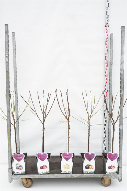 Prunus domestica i sorter (plommon) C5 (5 liters kruka) buskform