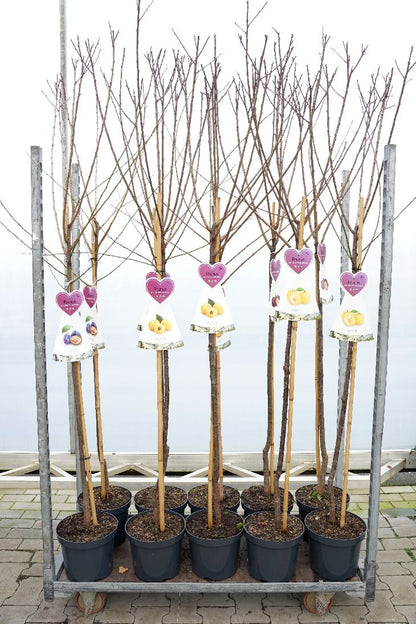 Prunus domestica i sorter, stam 120 cm, C7,5 (7,5 liters kruka)