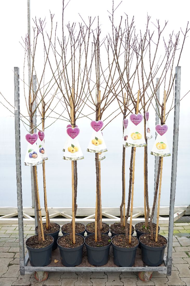 Prunus domestica i sorter stam 120 cm C7,5 (7,5 liters kruka)