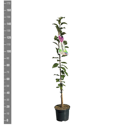Prunus domestica &
