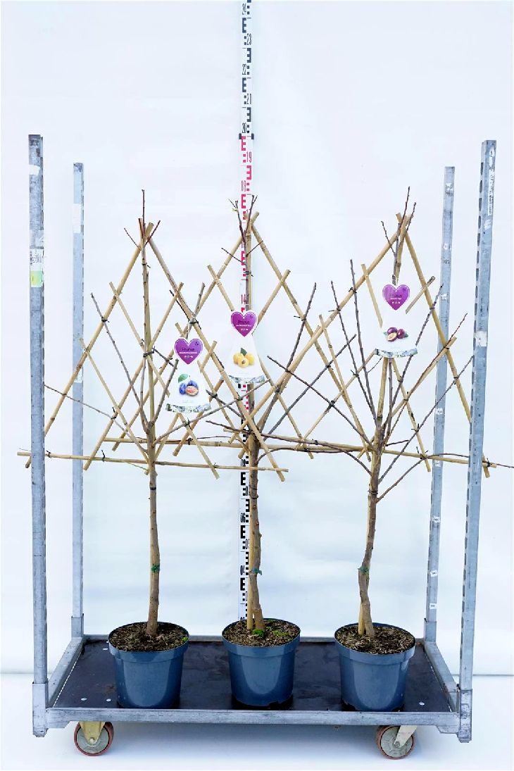 Prunus d. i sorter spaljerad C7,5 (7,5 liters kruka)