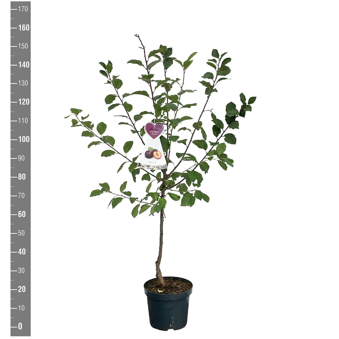 Prunus domestica &